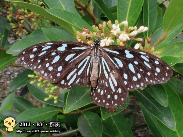 高雄金獅湖蝴蝶園區 雖然他們園區有分四類:鳳蝶區,蛺蝶區,粉蝶區