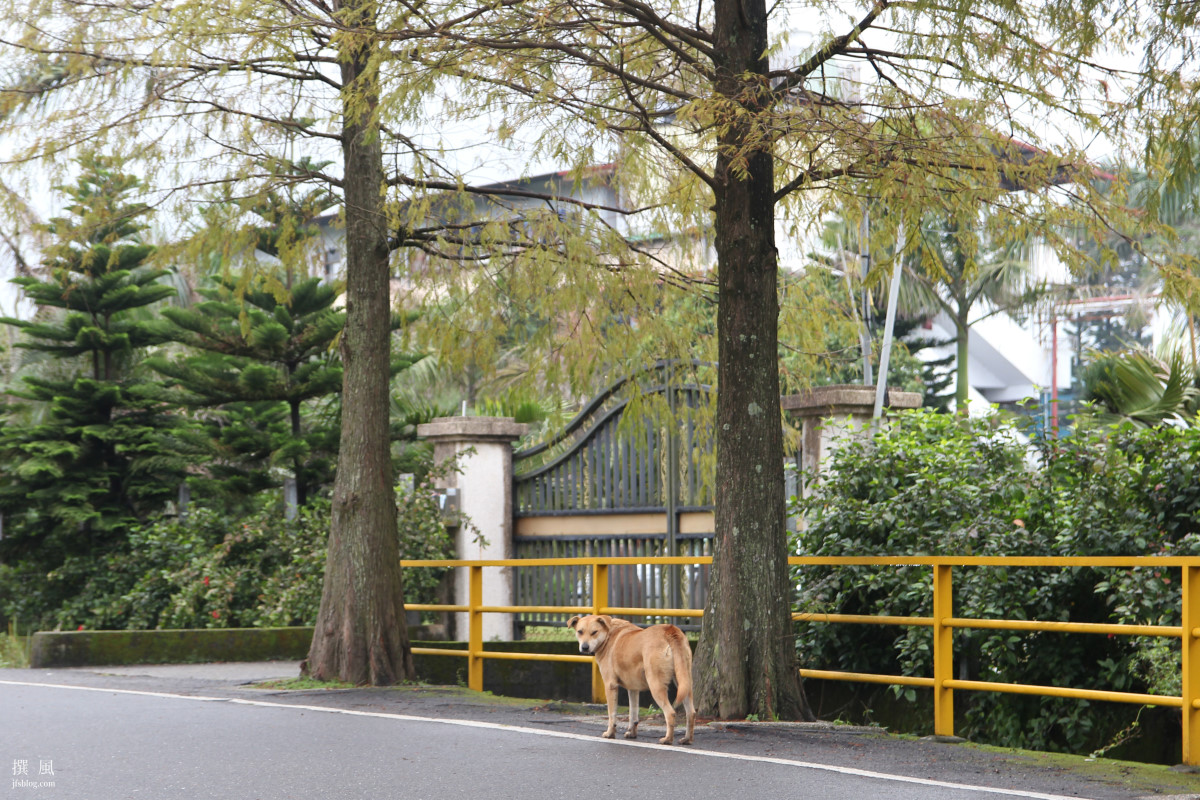 大溪落羽松大道 石園路初寒的風雅 12月的風景如畫 撰風漫步旅食溫度